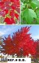 Ref.#ELC.  PRE-ORDER SALE  STARTER SEEDLINGS RED MAPLE TREE QUANTITY(25) FRESH 
